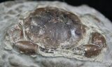 Fossil Crab Pulalius - Washington State #2533-1